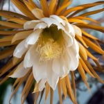 la regina della notte