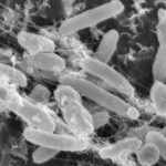 ideonella-sakaiensis-plastica-cop