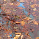 foto_chiara_barenghi