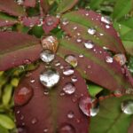 foto_diletta_dindelli