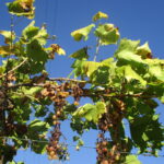 foto_George_Goncalves