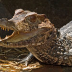 caimano