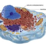 cellula animale