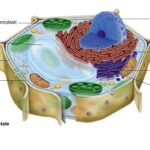 cellula vegetale